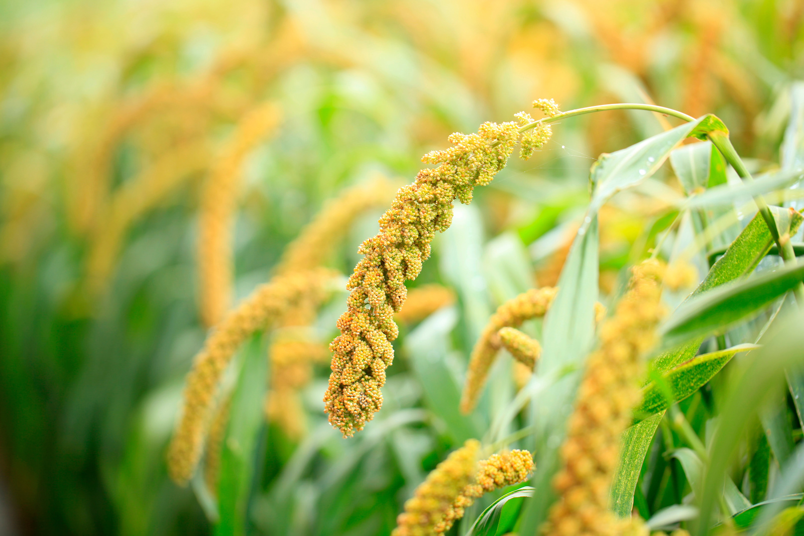 Foxtail millet, a very good option