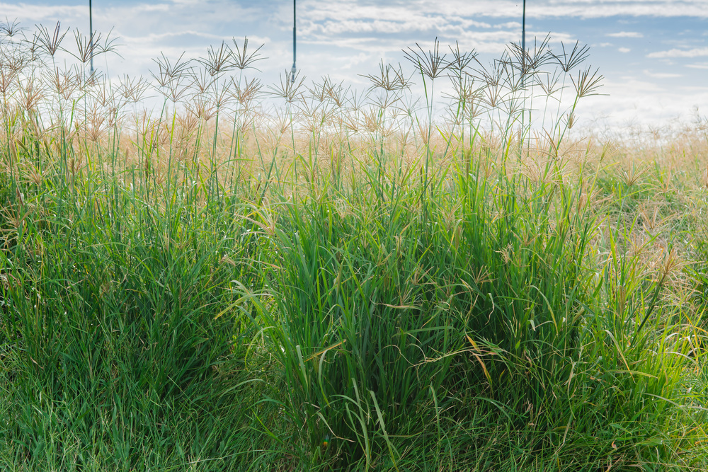 Rhodes grass as a tool to recover lots destined for livestock