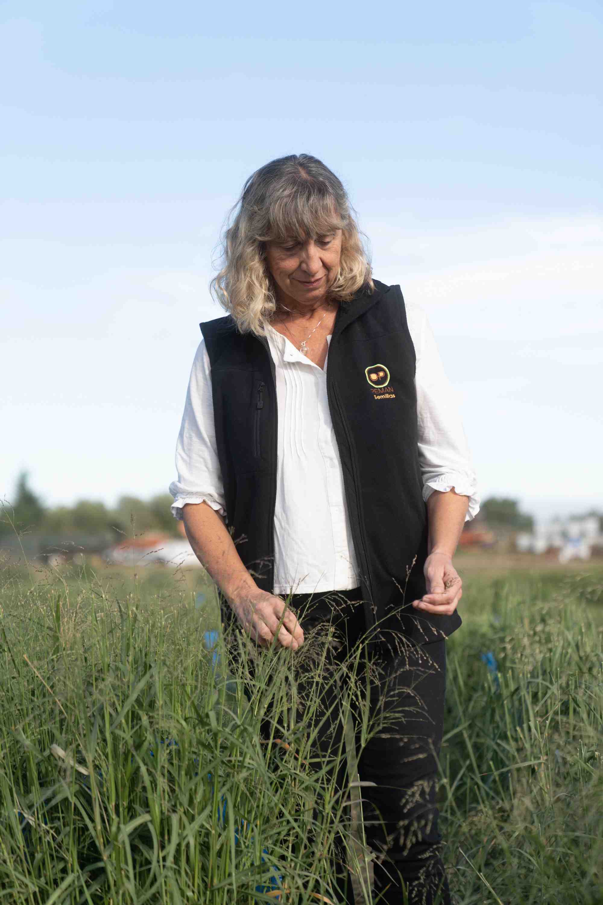 Lanzamiento Peman: Nuevo Panicum Coloratum NYASI