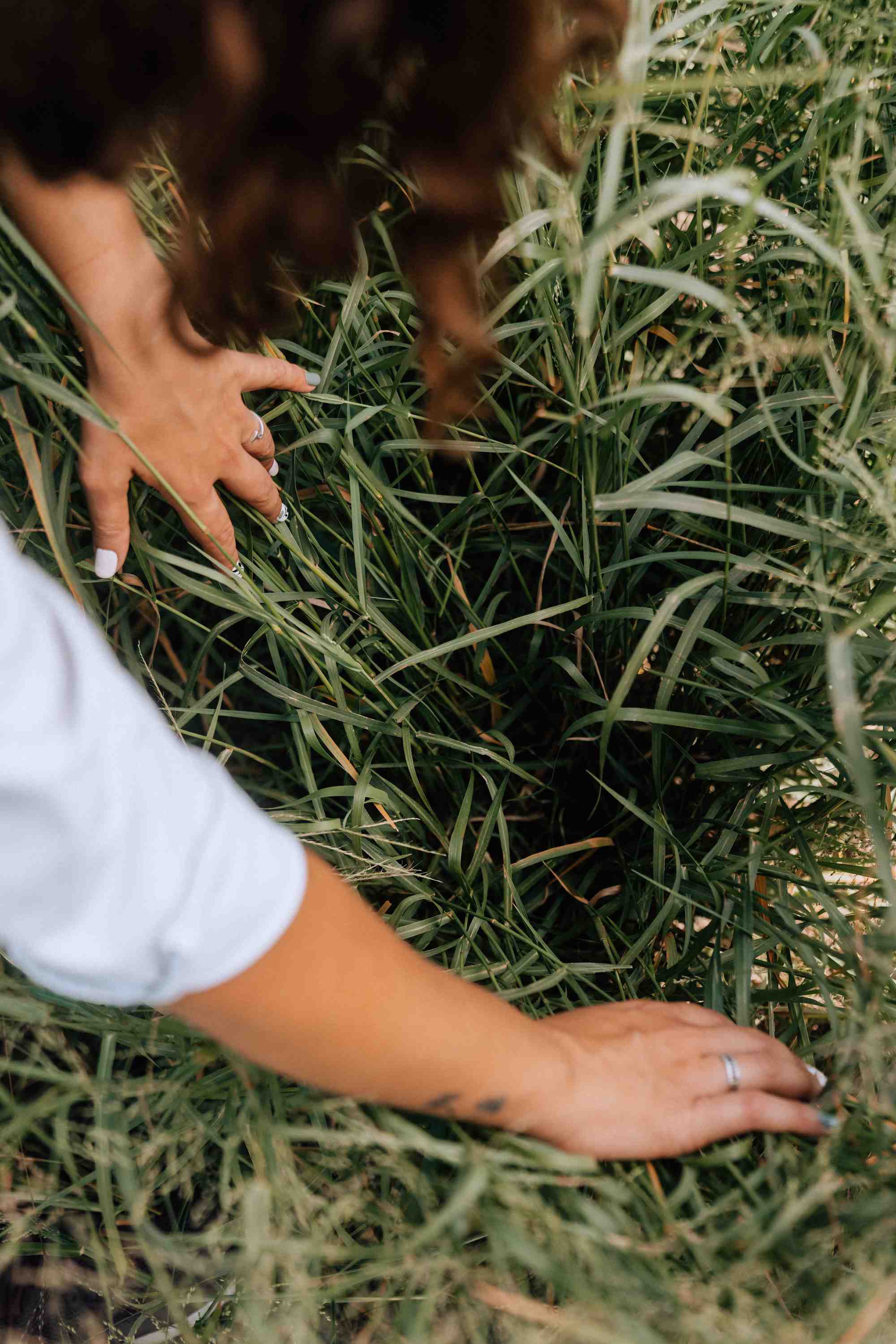 Webinar Peman: New forage alternatives for the summer