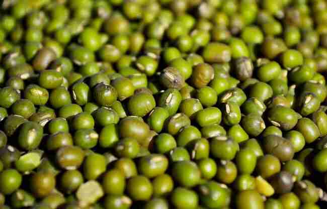 Mung Bean: can be planted in January. The market, analyzed by Eng. Bárbara Wulff